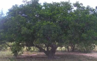 Calor se aproxima dos 40°C no interior da Bahia nesta quarta-feira; Brumado pode chegar a 37,6°C