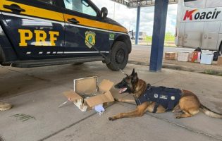 Cães farejadores da PRF encontram drogas e mercadorias irregulares em ônibus na BR-116
