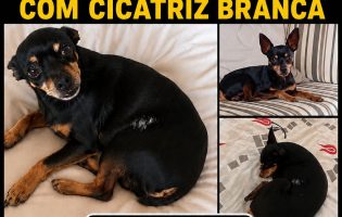 APELO URGENTE: AJUDE A ENCONTRAR REX