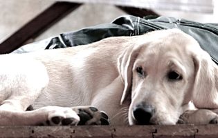 Prefeitura de Livramento envia projeto para controle populacional e proteção de animais abandonados