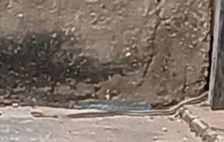 Cobra aparece em quintal de casa e assusta moradores em Brumado