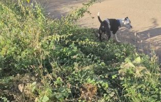 Moradora do bairro Rodoviário relata momentos de desespero após ataque de pitbull contra cachorro em Brumado