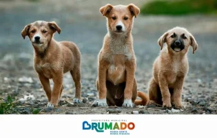Prefeitura de Brumado firma parceria com ONG AuAu para fortalecer ações de proteção e bem-estar animal