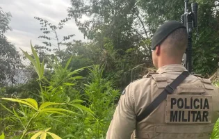 Operação Quintal Limpo: homem é preso e estrutura de cultivo de maconha com cerca de 3 mil plantas é descoberta em Caetité