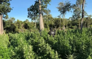 Plantação com 50 mil pés de maconha irrigada por energia solar é destruída na Bahia