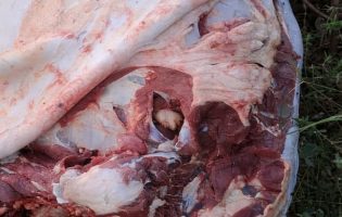 Abate ilegal de gado revolta comunidade e pressiona governo por Ronda Rural